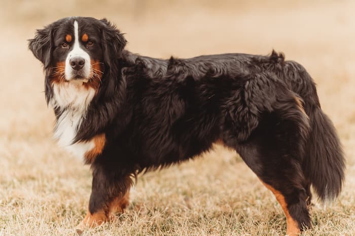 Bernese Mountain Dog stands in dry grass outside