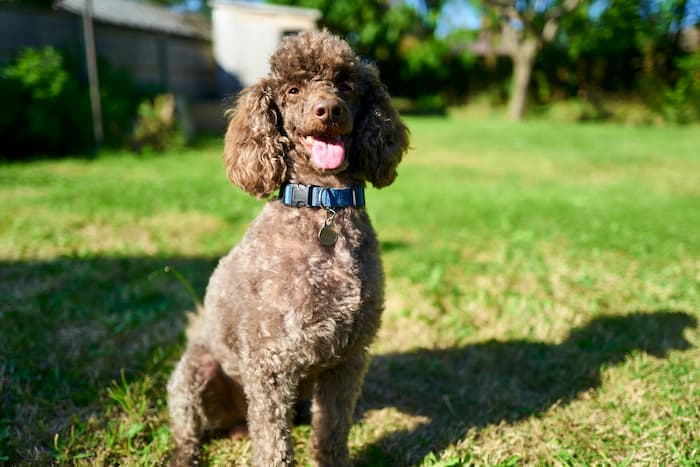 Brown Miniature Poodle sits on green grass in a backyard