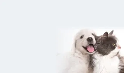 A dog and cat sitting together