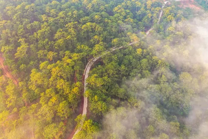 The Ho Chi Minh Trail winds through tall green trees and a heavy fog.