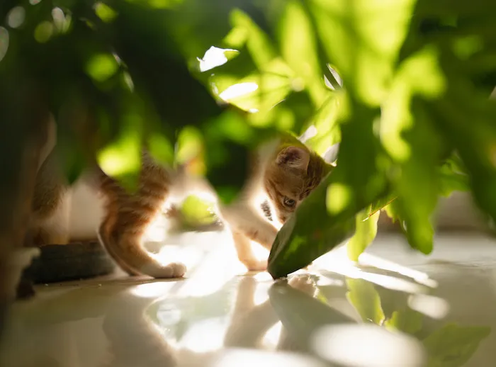 Inquisitive ginger cat exploring amongst indoor house plants