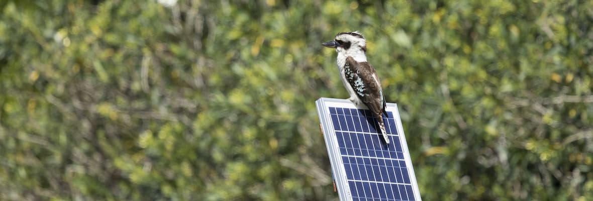 Kookaburra sits on top of a solar panel