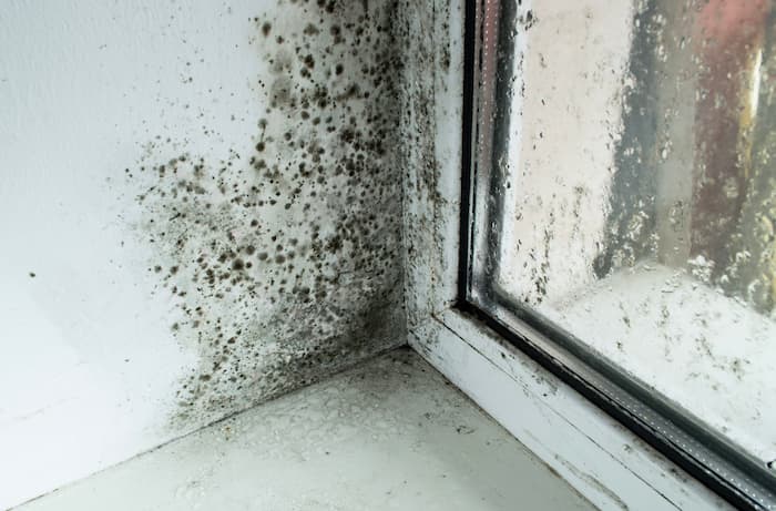 closeup of mould in corner of window