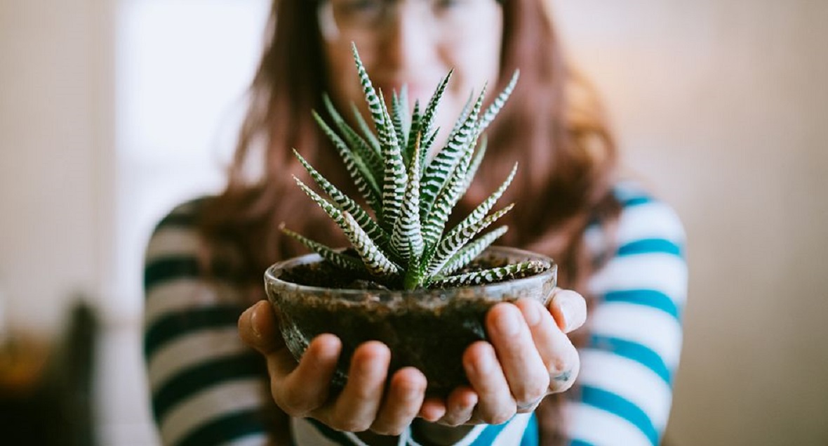 Indoor plants