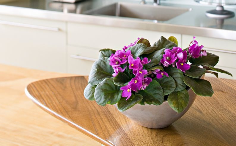  African Violets