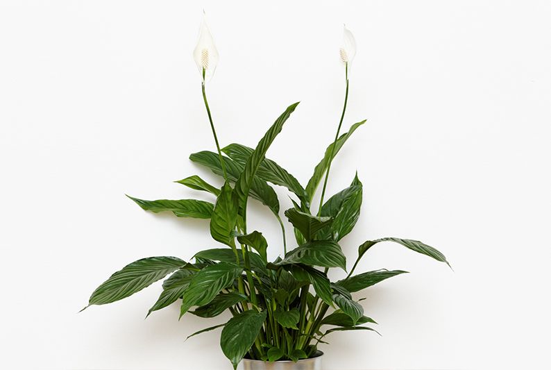  Peace Lily