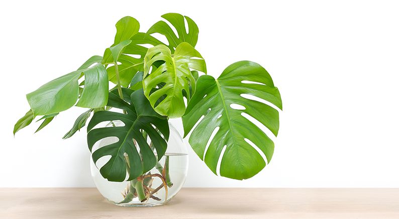 Best indoor plants: Swiss Cheese Plant