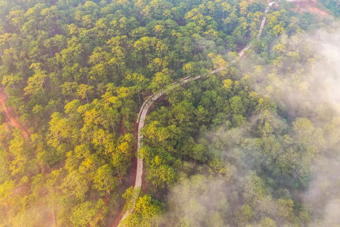 The Ho Chi Minh Trail winds through tall green trees and a heavy fog.