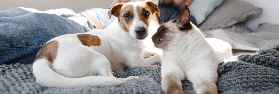 A Jack Russell puppy and Siamese cat snuggle on a bed with their dad 