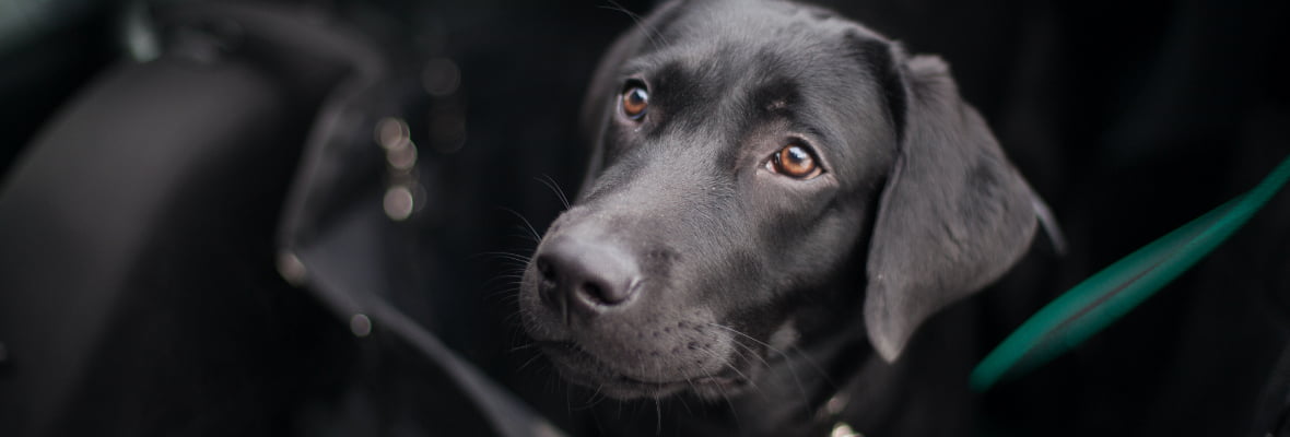 10 Easy Ways To Remove Dog Hair From Your Car | Budget Direct