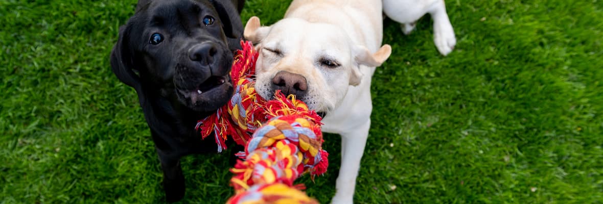 A black Labrador puppy and a white Labrador puppy play-fight over a rope toy outside 