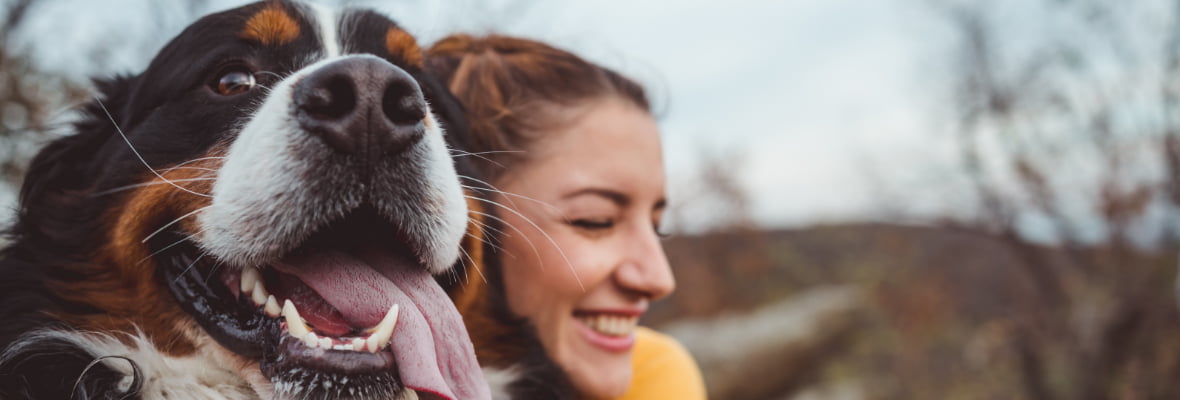 8 Tips to Keep Your Dog Cool in Summer - Budget Direct