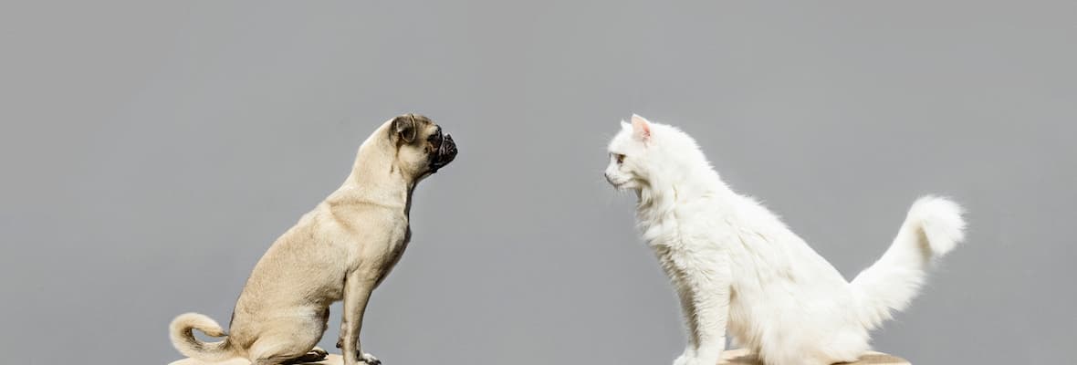 A pug and a white cat looking at each other
