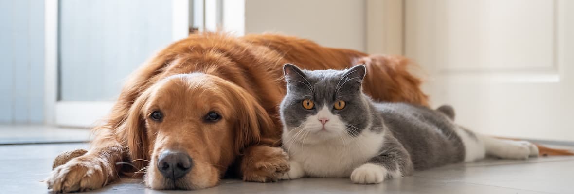 dog and cat lay on the floor side by side