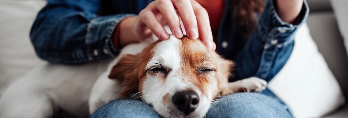 Woman comforts a dog lying in her lap