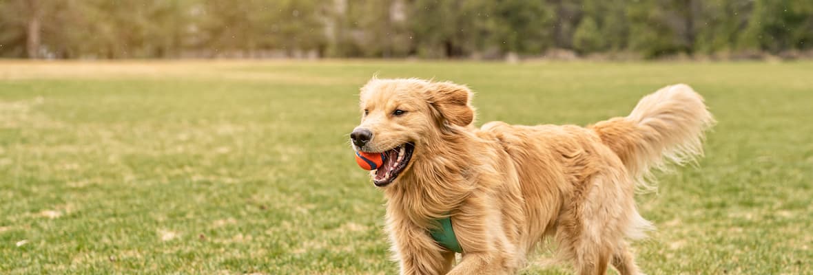 Golden Retriever plays fetch in the park