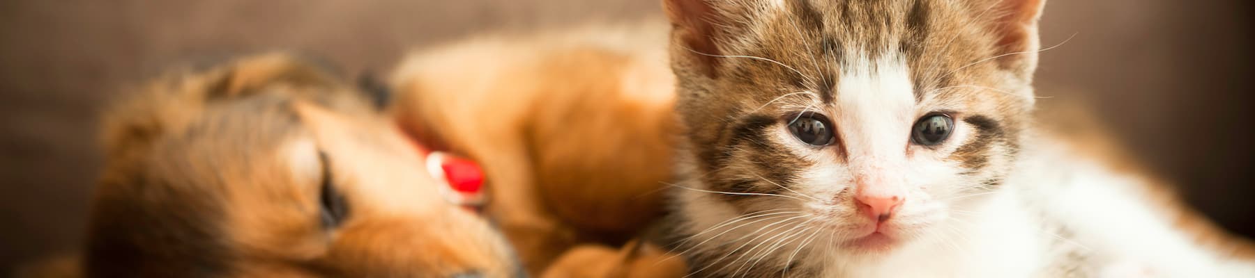 Sleeping puppy lying behind kitten