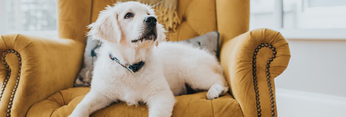 puppy labrador sitting on orange couch looking up