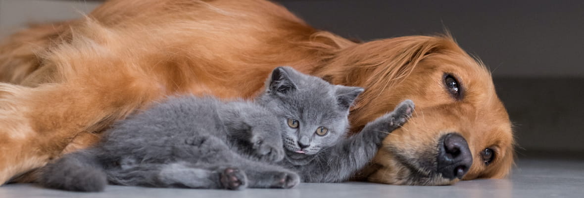 golden retriever dog lays behind grey house cat on the floor