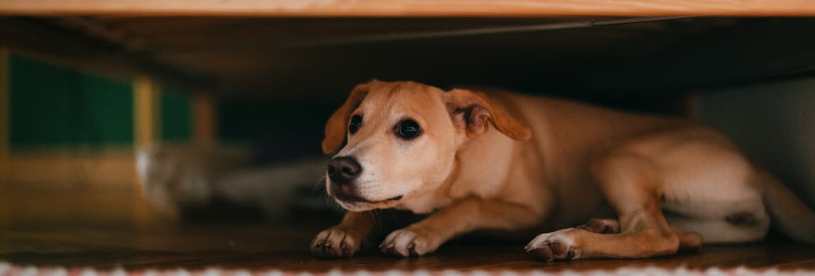 Dog is hiding under the bed at home