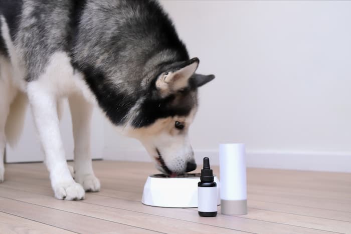 A husky drinks from a bowl with calming supplements placed next to it