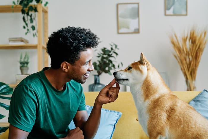  A man offers a treat to his shiba inu as positive reinforcement