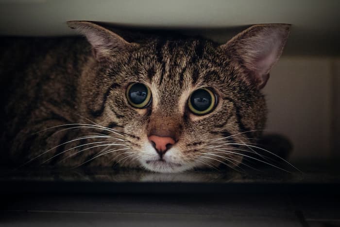 A tabby cat hiding under a wardrobe