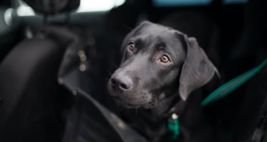 10 easy ways to remove dog hair from your car | Budget Direct