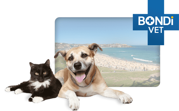 Cat and dog Cat and dog