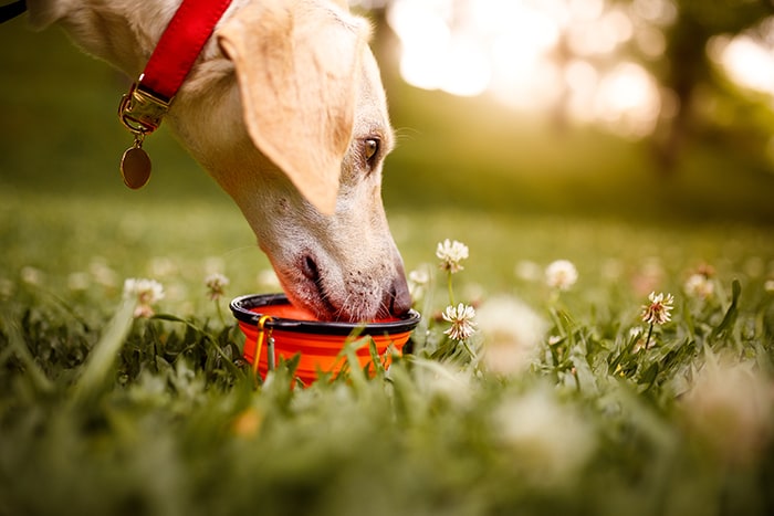 7 Hacks to Keep Dogs Cool in Summer Heat [2024 Update]