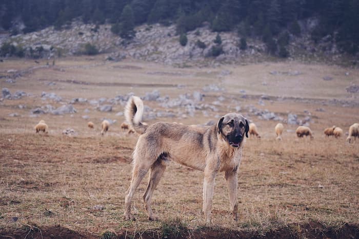 Anatolian Shepherd watches over its flock in an open pasture