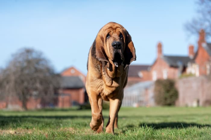 Bloodhound walks briskly outside to guard his house
