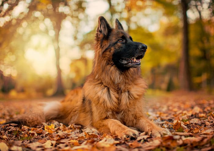 German Shepherd lies down on autumn leaves outside