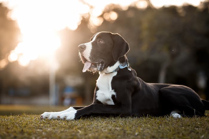 Great Dane lies down on green grass outside