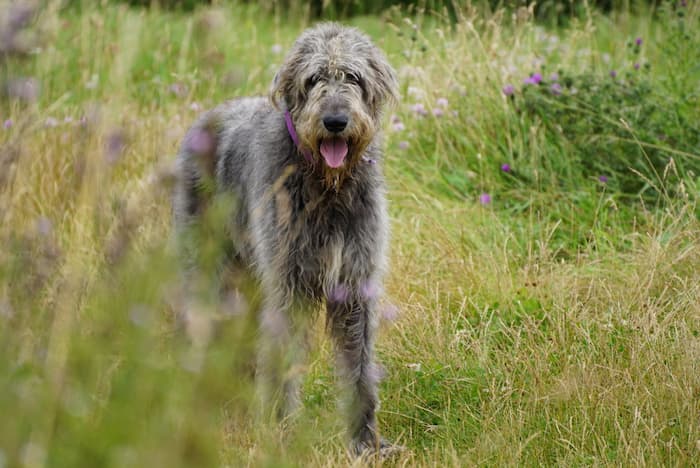 Irish Wolfhound stands in a grassy field
