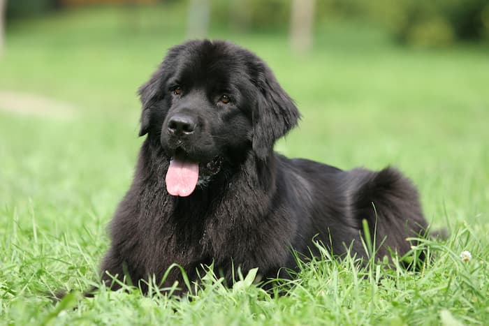 Newfoundland Dog lies down on green grass outside