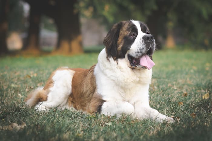 Saint Bernard lies down on dry grass outside