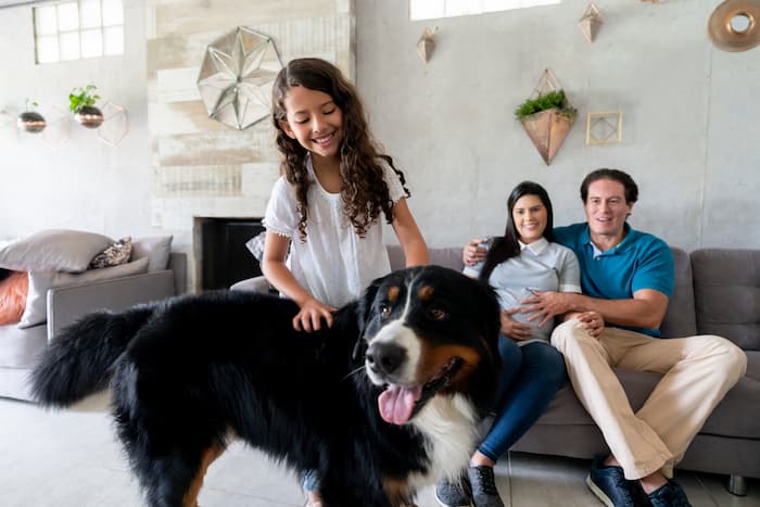 A young girl plays with her pet Saint Bernard in the living room in front of her parents, sitting on a couch.