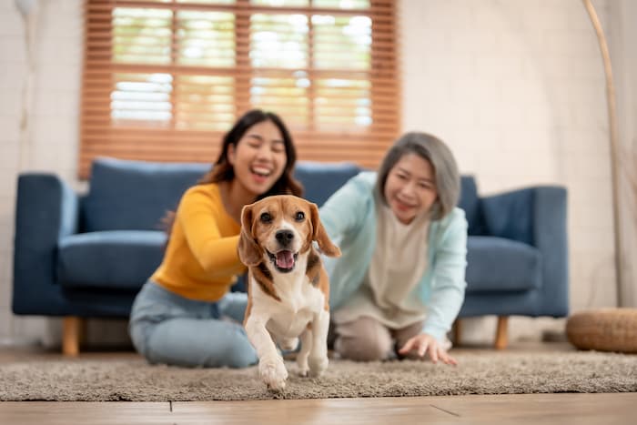 A young woman and her mum sit on the living room rug, playing with her pet beagle.