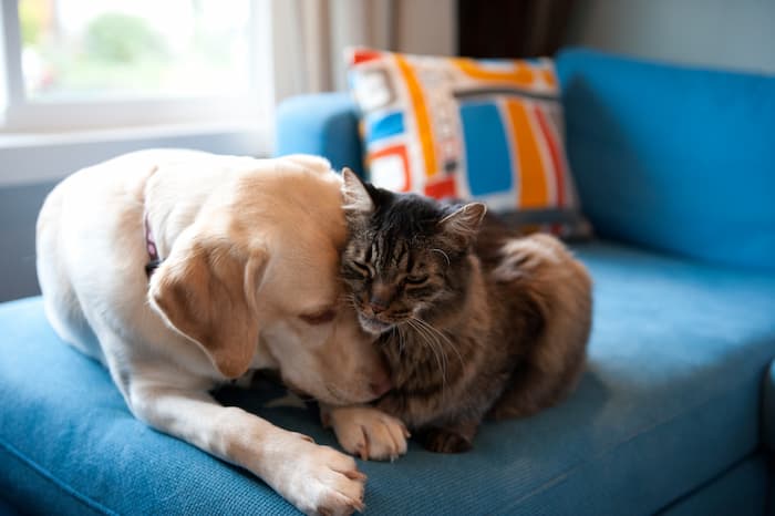 Labrador dog and tabby cat sit together on couch