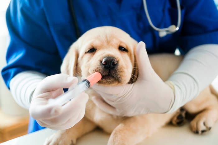 Vet gives puppy labrador vaccine through mouth