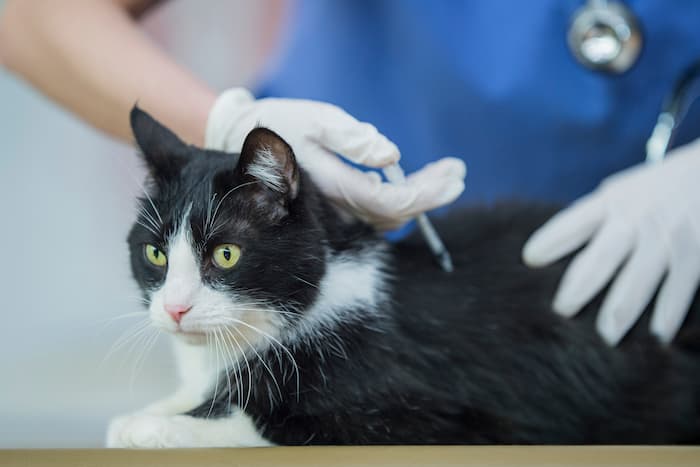 Vet giving black and white cat a vaccination