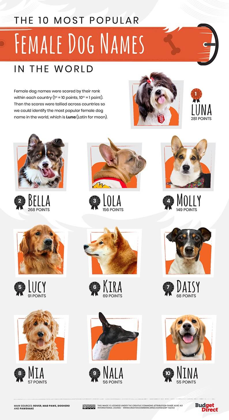 10 most popular female dog names in the world