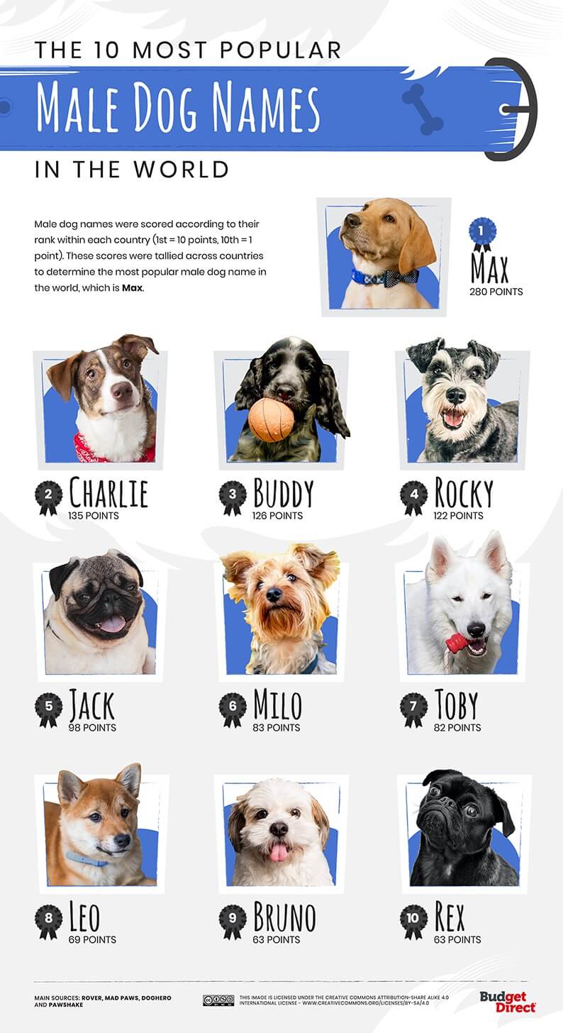 10 most popular male dog names in the world