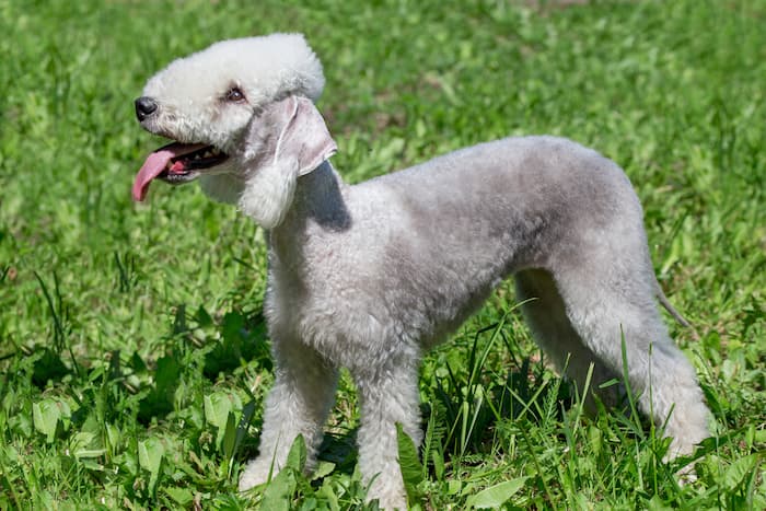 Bedlington Terrier stands on green grass with their tongue out