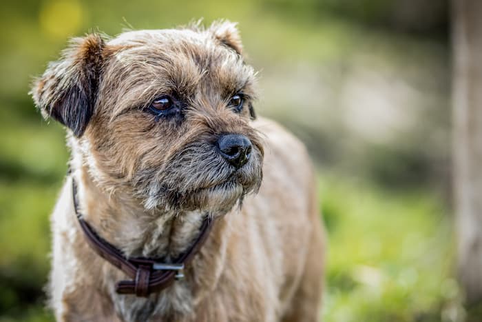 Border Terrier stares intently at something in the distance