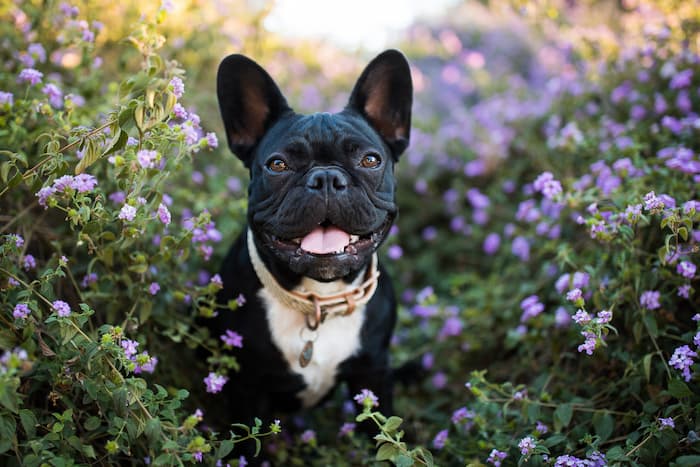 French Bulldog sits amongst purple flowers