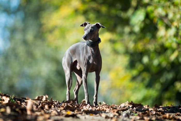 Italian Greyhound stands on dead leaves under a tree