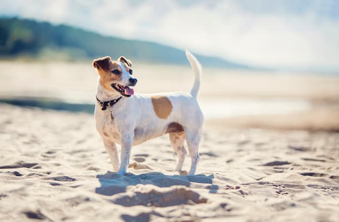 Jack Russell Terrier stands on sand at the beach
