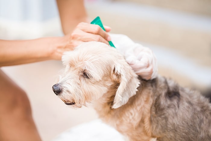 Tick paralysis in dogs home deals treatment